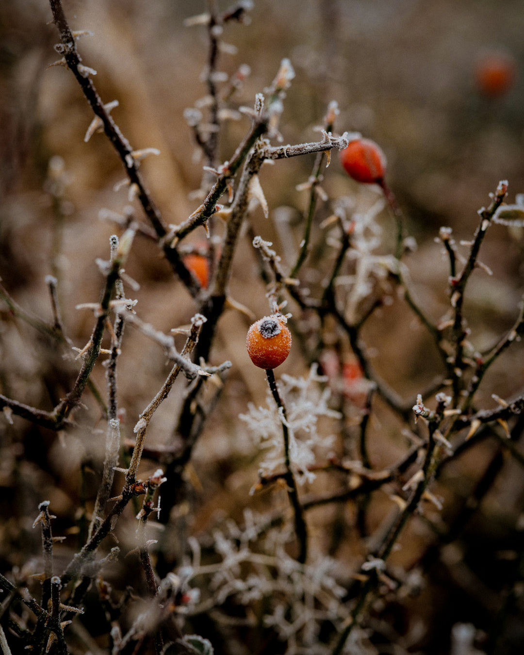 Rosehips: The "fruit of the rose"