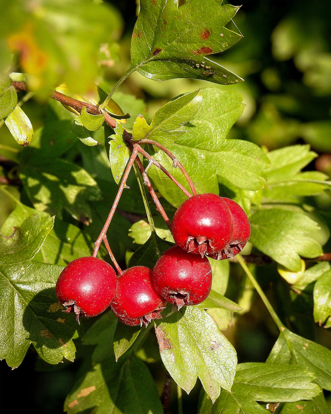 Hawthorn for a Healthy Heart: THE BEAT GOES ON!