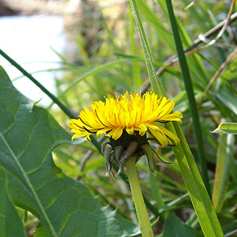 Dandelion: More than just a weed?