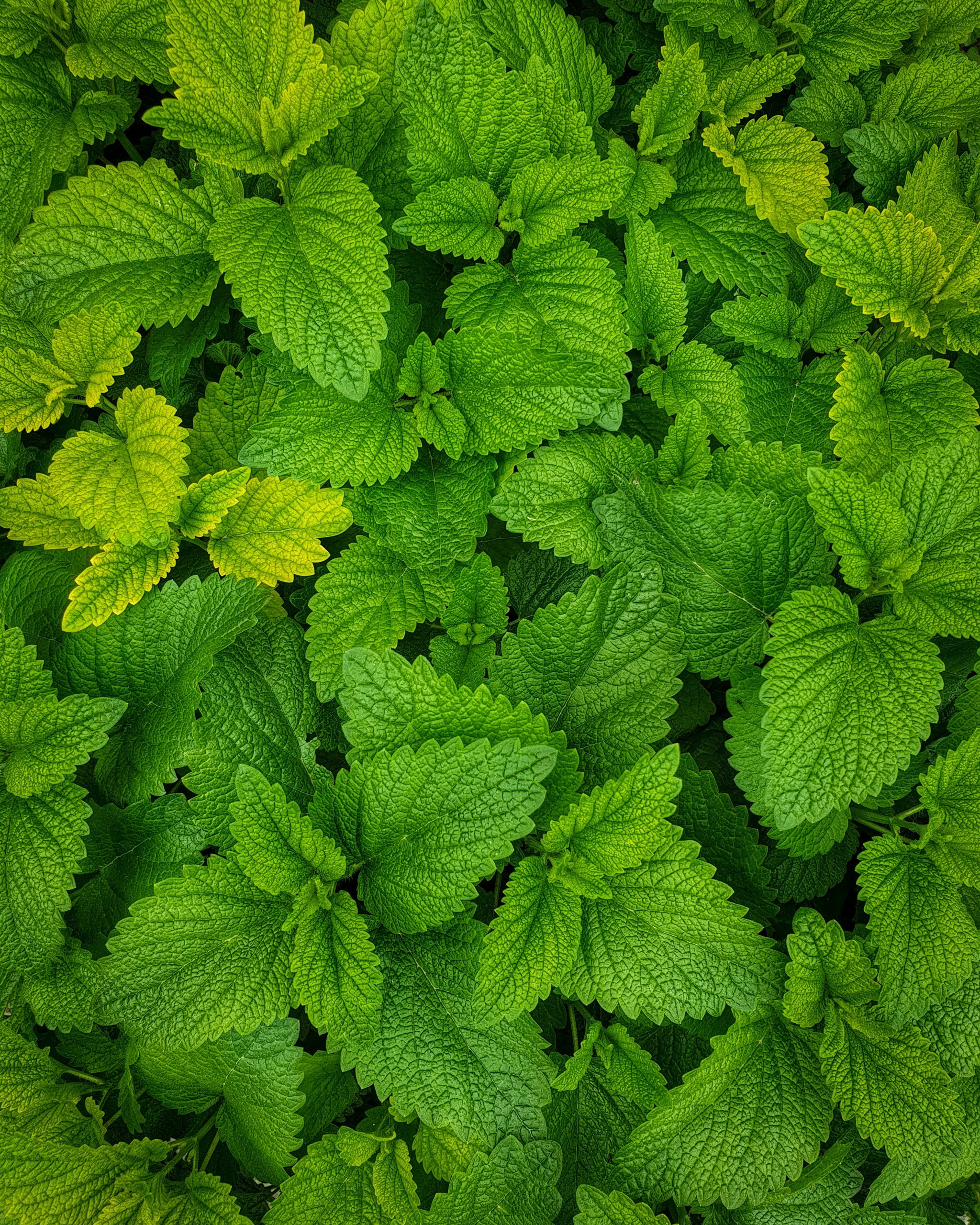 Lemon Balm: Nature’s Calming Powerhouse in Purely Maxwell’s Herbal Remedies