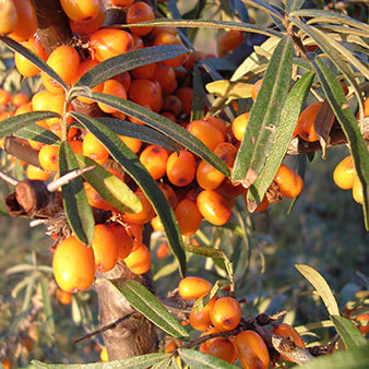 Sea Buckthorn: The Superberry in Purely Maxwell’s Ecza Balm & Wound Salve