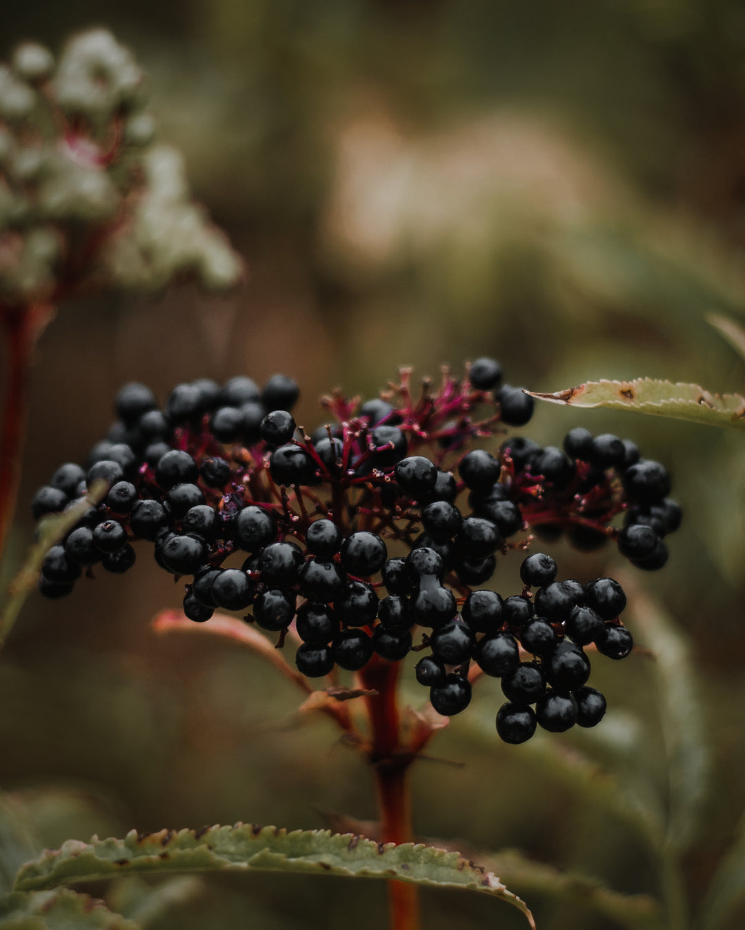 Winter Self-Care ~ Elderberries