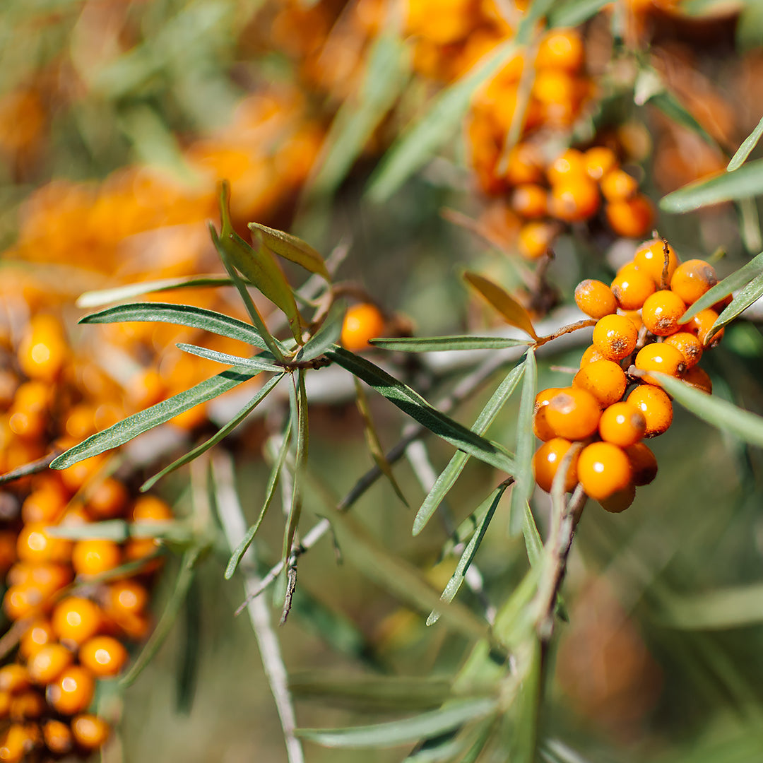 Sea Buckthorn: A Phytonutrient Superstar